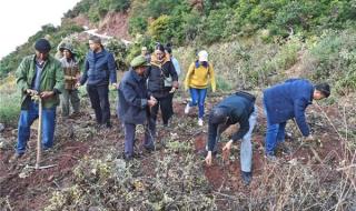 中草药种植基地